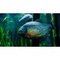 Aquarium de touraine - de 4 à 12 ans - sur commande 15 j de délai Aquarium de touraine - de 4 à 12 ans - sur commande 15 j de délai