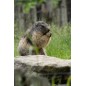 Parc de courzieu - à partir de 13 ans - sur commande 15 j de délais